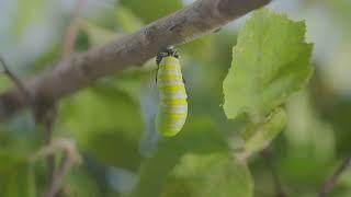 Monarch Caterpillar Metamorphosis - Caterpillar to Chrysalis