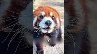 Эта рыжая панда сама попросила о помощи  #милыеживотные #животные