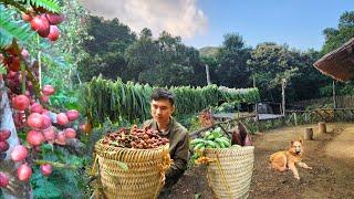 The process of harvesting fruit in the forest and harvest vegetables in the garden