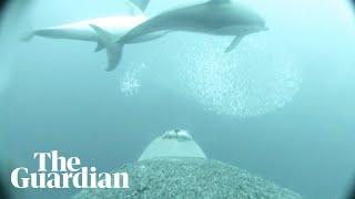 Slow TV: take a tour of the South Australian seabed on the back of a sea lion