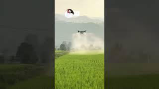 Drone spray #ricecrop #farming #foryou #agriculture #shortsvideo#viralvideo #fpyシ #sport #agrivologs