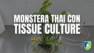 DIY Monstera Tissue Culture: Clone Your Thai Constellation