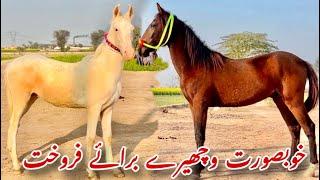 Desi Nukra For Sale | Horse For Sale