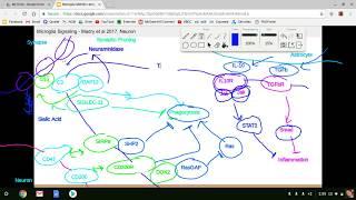 Microglia Lecture
