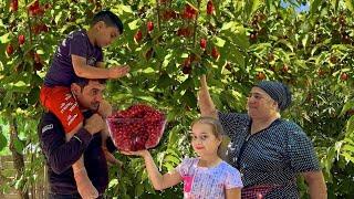 GRANDMA HARVESTING 50KG CORNEL! MAKING CUCUMBER AND TOMATO PICKLE | COOKING CORNUS FRUIT JAM