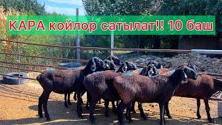  соонун КАРА койлор сатыкка чыкты! Тоодон түшкөн кысыр койлор