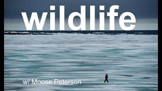 Wildlife Photo Review with MOOSE PETERSON!