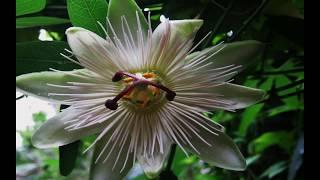 Passion Flowers -The Passiflora