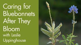 Caring for Bluebonnets After They Bloom