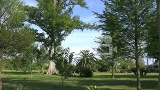 Louisiana Woodland Plantation 1834