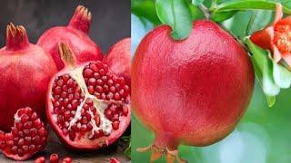 pomegranate in pot.care and tips Terrace Gardene #nature #gardening #pomegranate #ytshorts #shorts