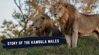 THE KAMBULA MALE LIONS - THE STORY OF THE KAMBULA MALES OF SABI SAND AS OF SEPTEMBER 2024