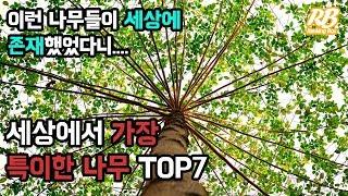 세상에서 가장 특이한 나무 TOP7 [녹음판]