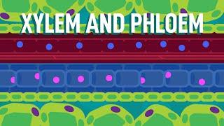 Xylem and Phloem - Transport in Plants | Biology | FreeAnimatedEducation