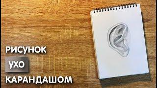 Как нарисовать ухо карандашом | Рисунок для начинающих поэтапно