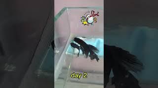betta breeding day 1 #bettafish #breeding