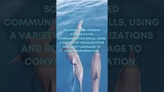 The Intelligent Dolphins / Oceanic Wonders / Masterminds of the Sea / The Brilliance of Dolphins