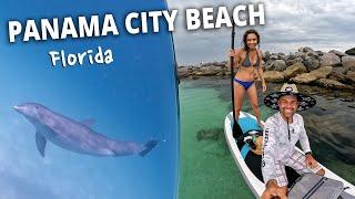 Swim with DOLPHINS!  St. Andrews State Park | Panama City Beach, Florida