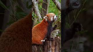 "Charming and elusive, the red panda is a small bundle of curiosity and cuteness."#wildlife #shorts