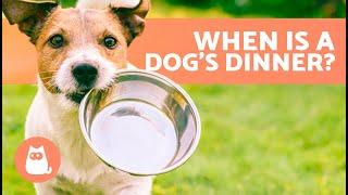 When Is the BEST TIME to FEED a DOG?  (Dog Food Timetable)