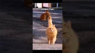 Others Cat Vs My Cat #cat#catlover #funnycats