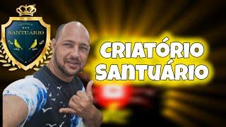 Rodrigo Criatório Santuário