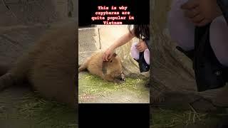 What's with all the capybaras? #subscribemychannel#shorts
