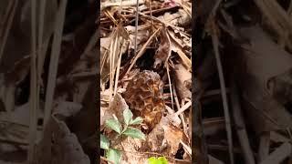 AL Morels Mushroom  #spring #morel #mushroom #garden #al #morelmushroom #harvest #morels