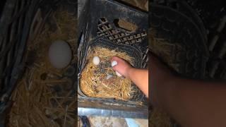 How Many Eggs Did The Chickens Lay Today? #chickeneggs