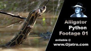 Alligator Attacks Python Stock Footage 01