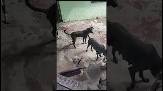 Snake VS Dog / come on friends /#havish #cute