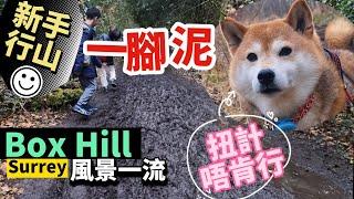 新手行山一腳泥 毛孩企定定扭計 總共行咗？個鐘｜Box Hill風景的確係正！ 行山填肚都食到香港味道 #BNO #移民英國