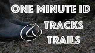 Tracks and Trails. Tracking Animals using Tell-Tale signs in the woods and fields. One Minute ID. 4K