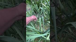 Garlic Scapes are Forming