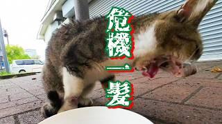 【残暑】口内炎のボロボロの野良猫をチュールと痛み止めと抗生物質で助けたい