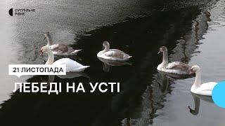 "Вони вивели пташенят на цій річці": у Рівному помітили пару лебедів із потомством