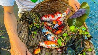 Unbelievable Found and catch a lot of goldfish in wild pond with MyGoldFish