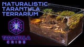 Naturalistic Tarantula Terrarium Build | Large Cuboid Enclosure