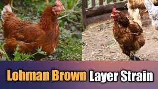 Lohman Brown Chicken | Layer Strain | Characteristics of Lohman Brown | @Dr.Abu-BakarNaeem