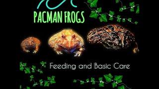 Pacman Frogs - Feeding and Basic Care Requirements - FAQ