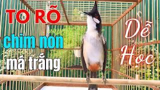 Luyện Chào Mào Hót Giọng 8-9-10 Ép Chim Non Học Giọng Chuẩn Rừng | luyện chào mào hót hay