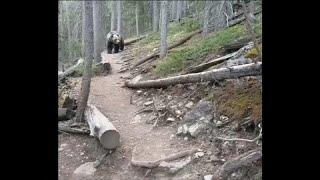 Grizzlybär trifft auf Wanderer