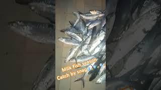 Milk fish season Catch Oct. 29, 2024