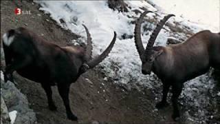 Steinbock in den Alpen