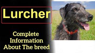 Lurcher. Pros and Cons, Price, How to choose, Facts, Care, History