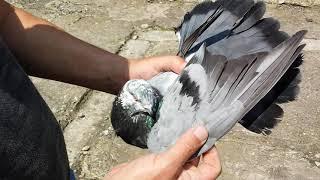 # Pigeons. Продаются Николаевские Голуби. // Ставрополь //