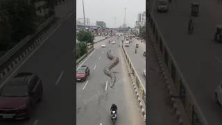 Big snake suddenly running on highway  #snake #car #shorts