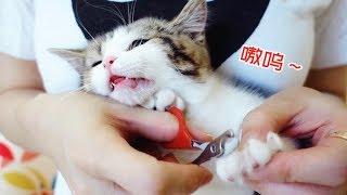 小猫咪第一次剪指甲：我凶起来连自己都怕！主人：算你狠！ ｜李喜猫