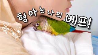 형아와 앵무새의 찐우정이란?! 귀여운 형아껌딱지의하루! #일상vlog #말하는코뉴어