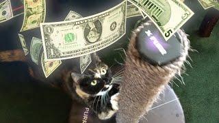 X-Purr Presents Make It Rain: A Cat. On a pole. Making it rain. XPurr